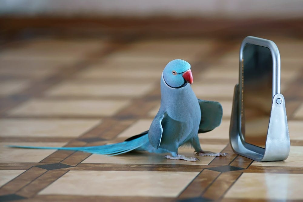 Indian Ring Necked Parakeet and mirror