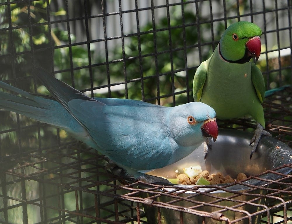 Indian Ring Necked Parakeet couple