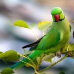 Indian Ring Necked Parakeet green
