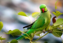 Indian Ring Necked Parakeet Care Guide & Information