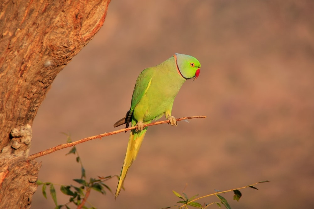 Indian Ring Necked Parakeet in the wild