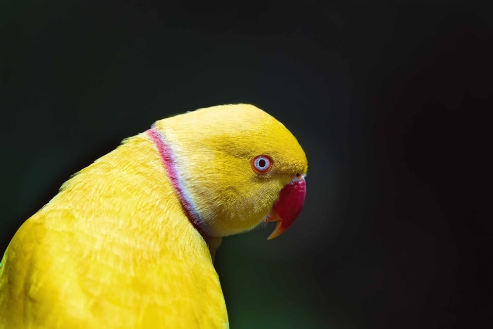 Indian Ring Necked Parakeet yellow portrait