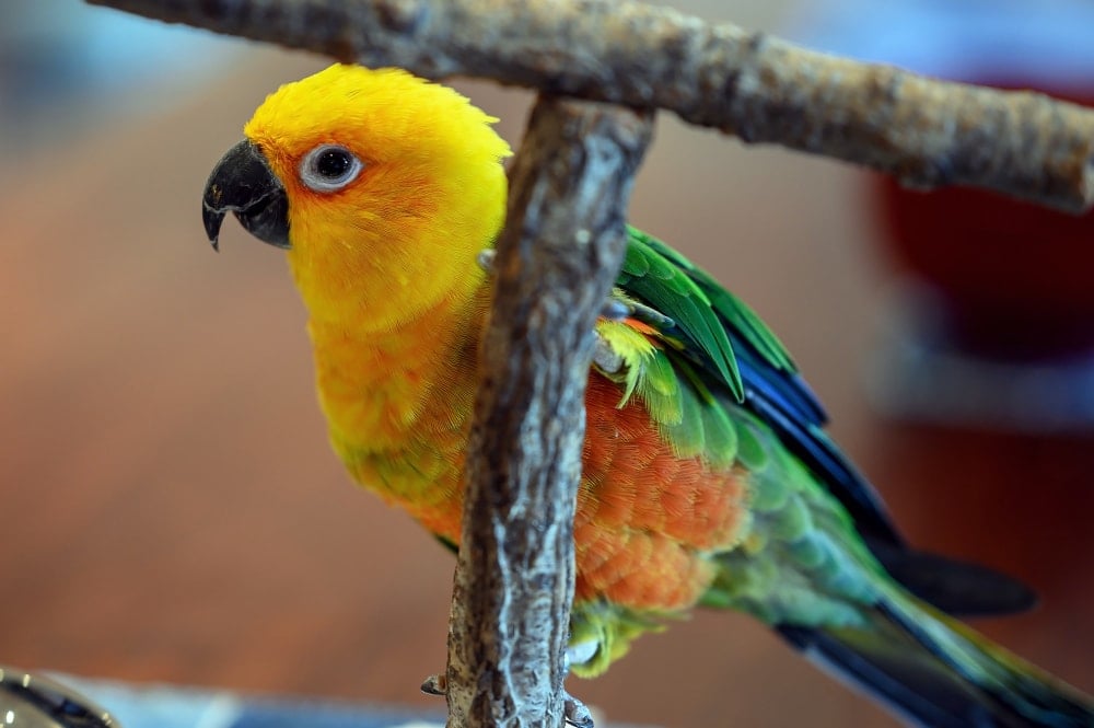 Jenday conures cute