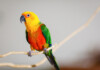 Jenday Conure Care Guide - Information
