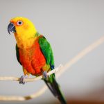 Jenday conures on stick 1