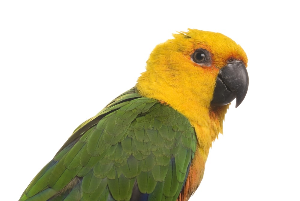 Jenday conures white background