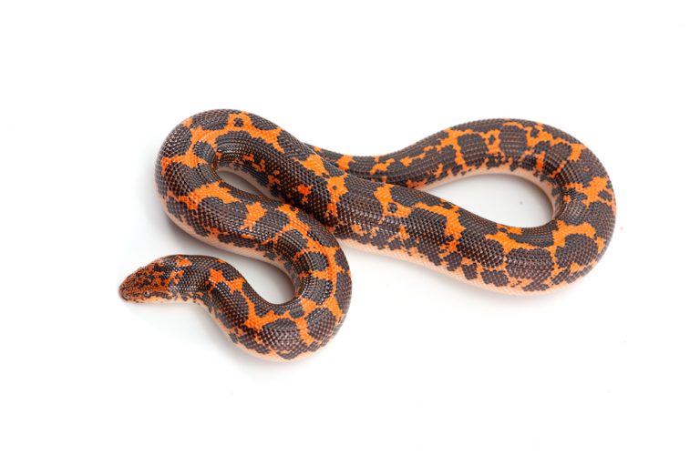 Kenyan Sand Boa Care Guide Diet, Lifespan & More » Petsoid