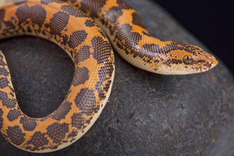 Kenyan Sand Boa Care Guide - Diet, Lifespan & More » Petsoid