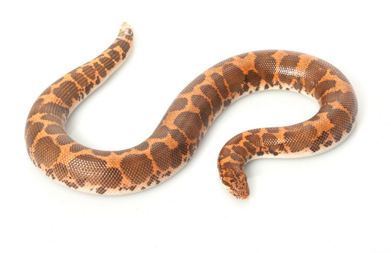 Kenyan Sand Boa Care Guide - Diet, Lifespan & More » Petsoid