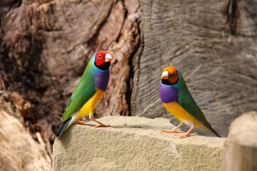 lady gouldian finch