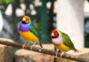 Lady Gouldian Finch Care Guide - Diet, Lifespan & More
