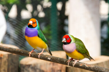 Lady Gouldian Finch Care Guide - Diet, Lifespan & More