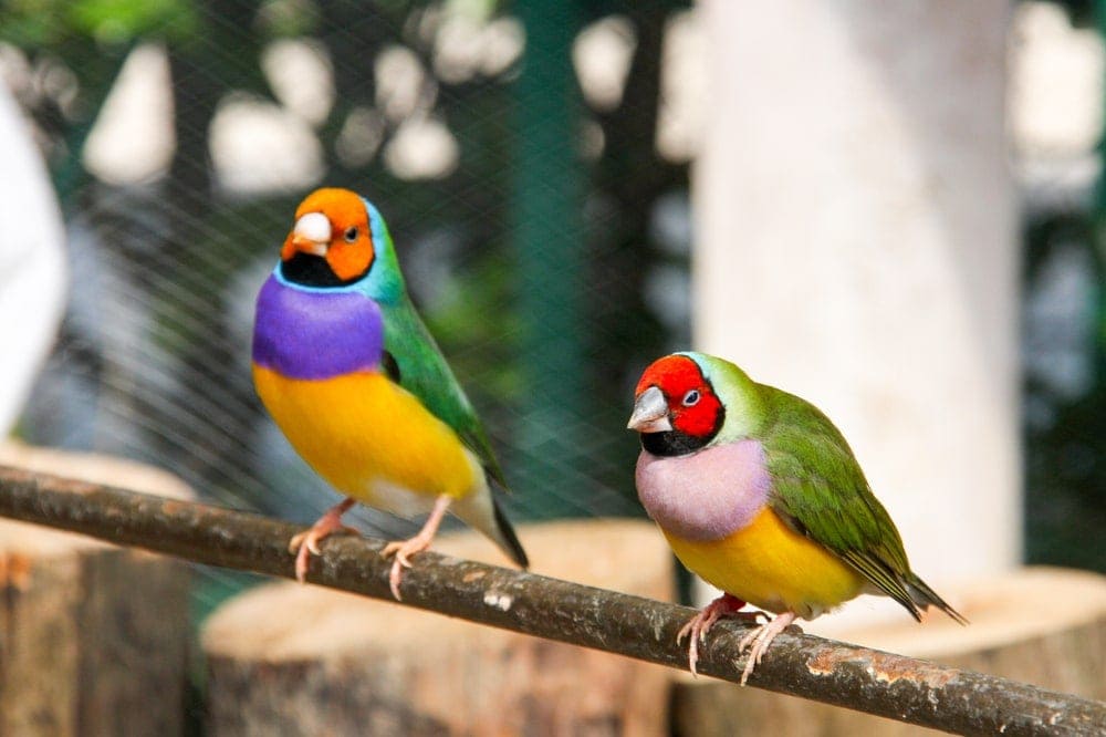 Lady Gouldian finches
