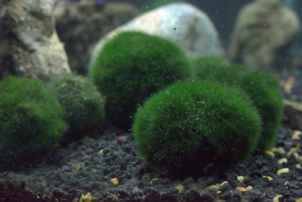 Marimo Moss Ball in aquarium