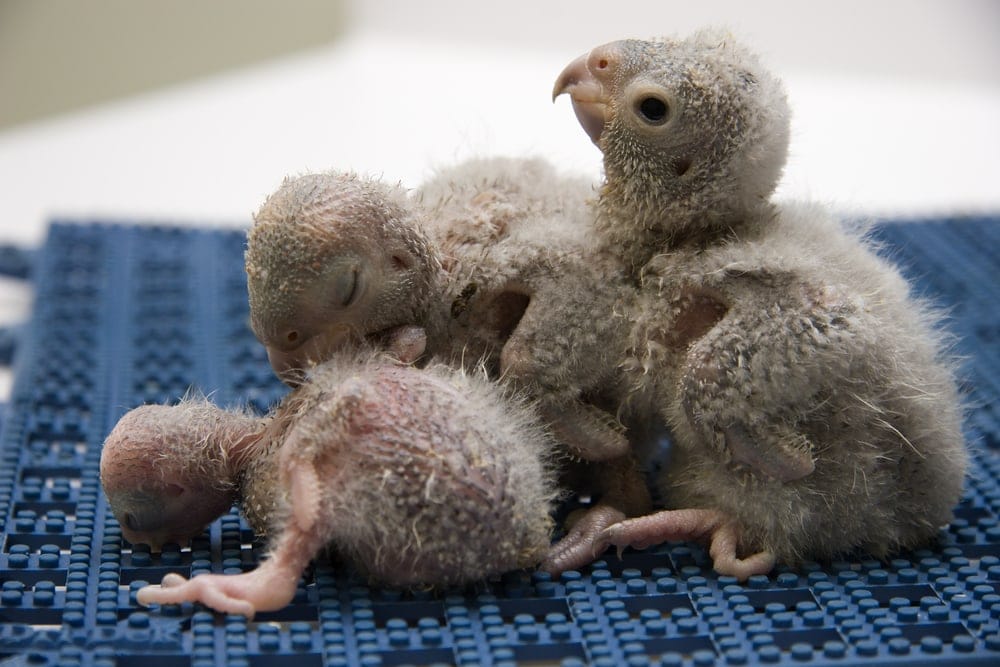 Meyer’s Parrot babies