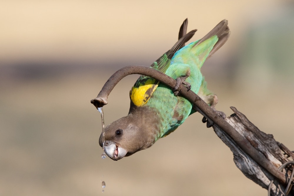 Meyer’s Parrot drinking water