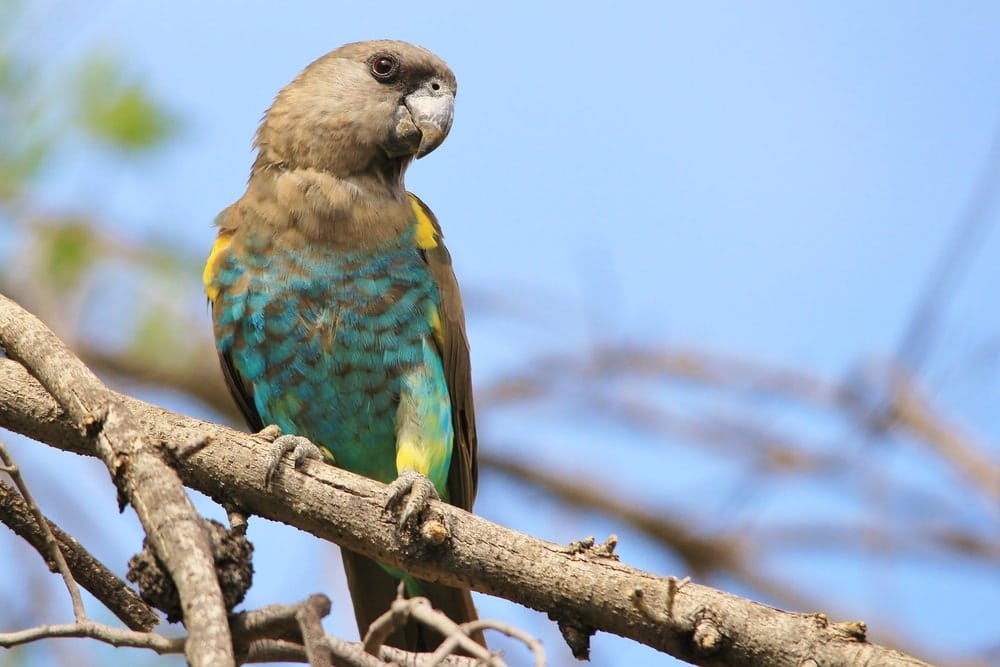 Meyer’s Parrot on stick