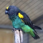 Meyer’s Parrot serious face 1
