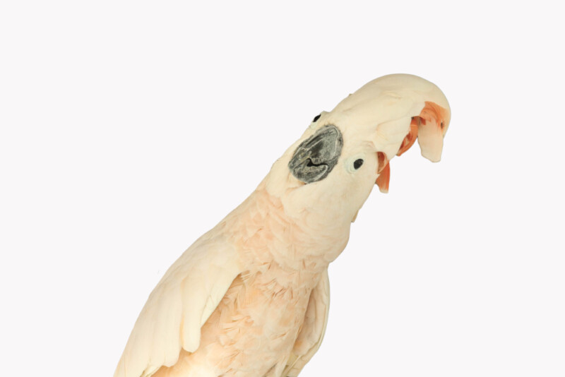moluccan cockatoo diet