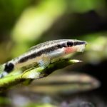 Otocinclus Catfish