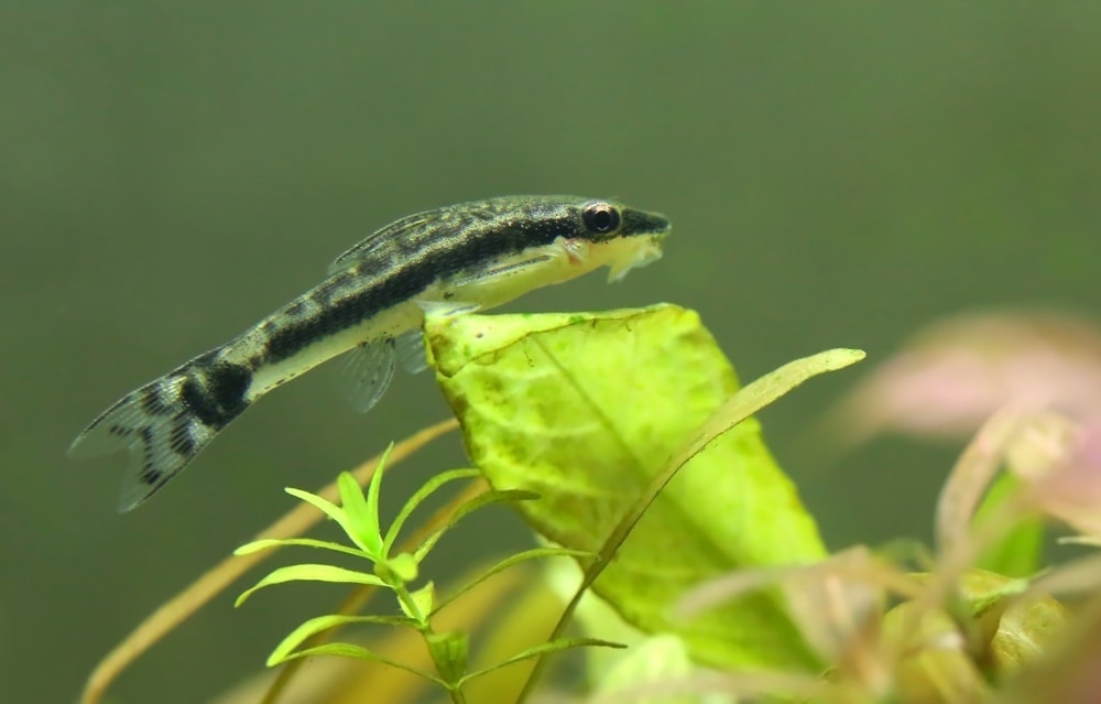 Otocinclus Catfish 2