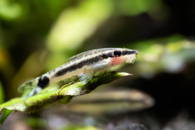 Otocinclus Catfish Care Guide » Petsoid