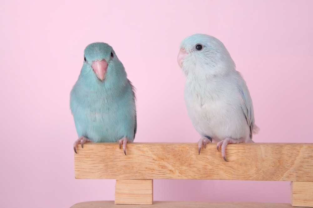 Pacific Parrotlets