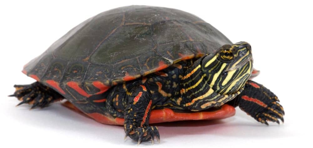 Painted Turtles - Care Guide & Prices - Petsoid