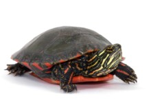 Painted Turtles Care Guide & Prices