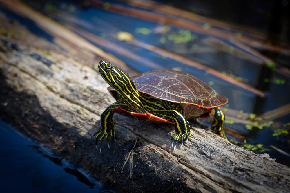 painted-turtles-care-guide-prices-petsoid