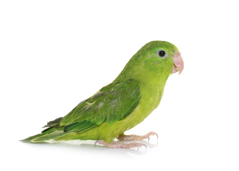 Parrotlet Care Guide Types, Lifespan & More » Petsoid