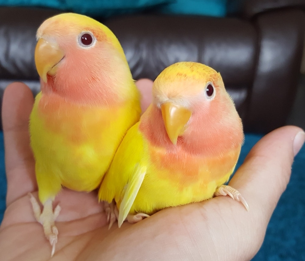 Peach Faced Lovebird babies