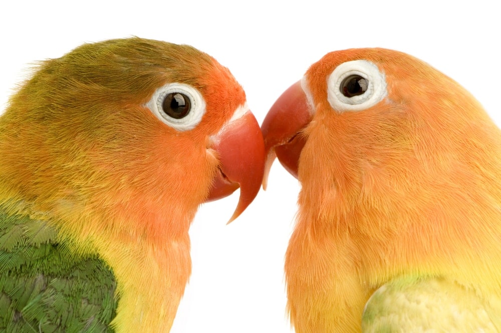 Peach Faced Lovebird couple