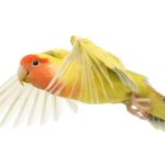 Peach Faced Lovebird flying