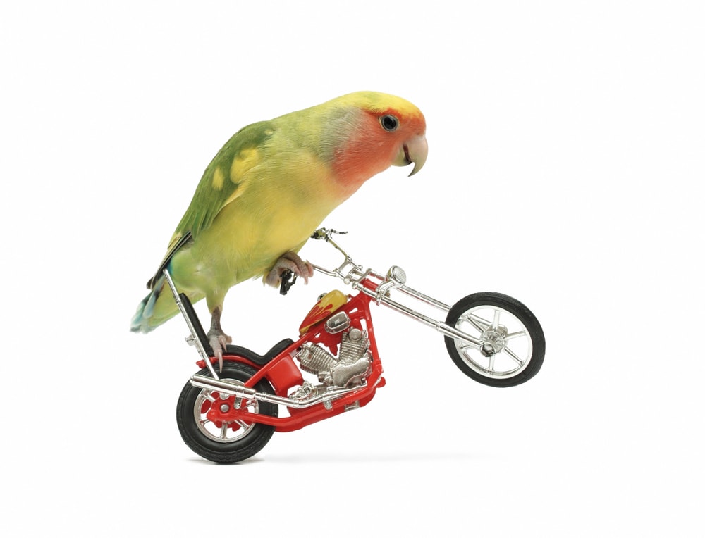 Peach Faced Lovebird on bike