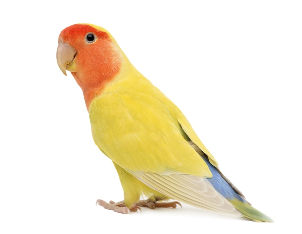 Peach Faced Lovebird white background