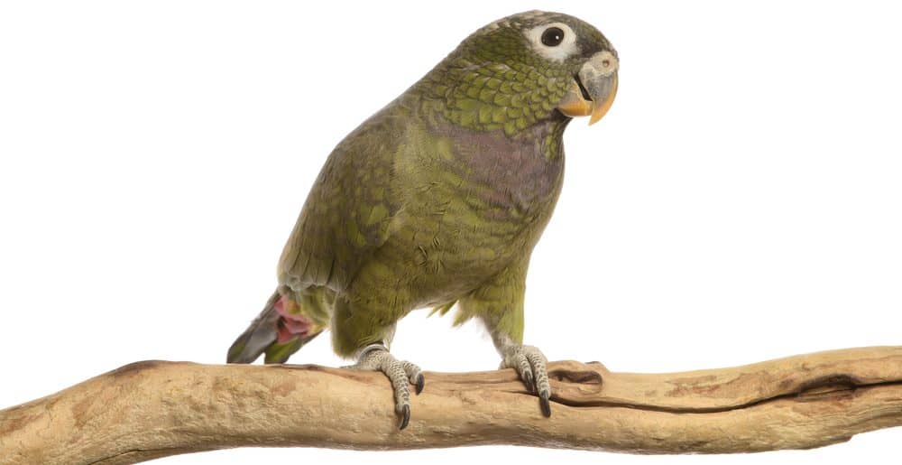 Pionus Parrots Care Guide, Info & Price Petsoid