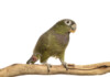 Pionus Parrot Care Guide - Diet, Lifespan & More