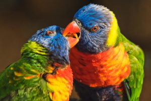 Pionus Parrot Care Guide - Diet, Lifespan & More » Petsoid