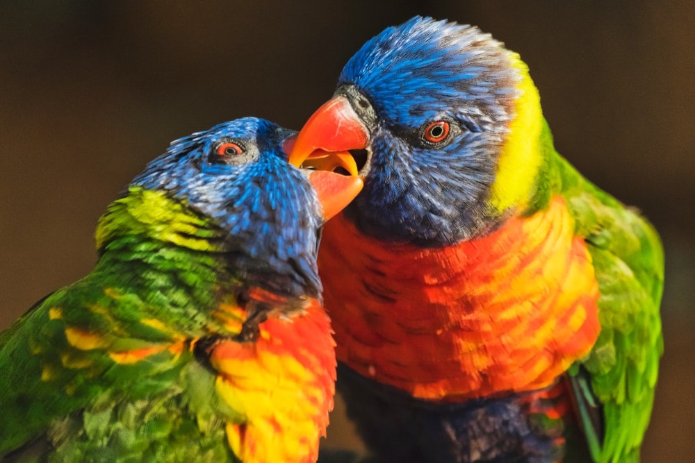 Pionus Parrots 2