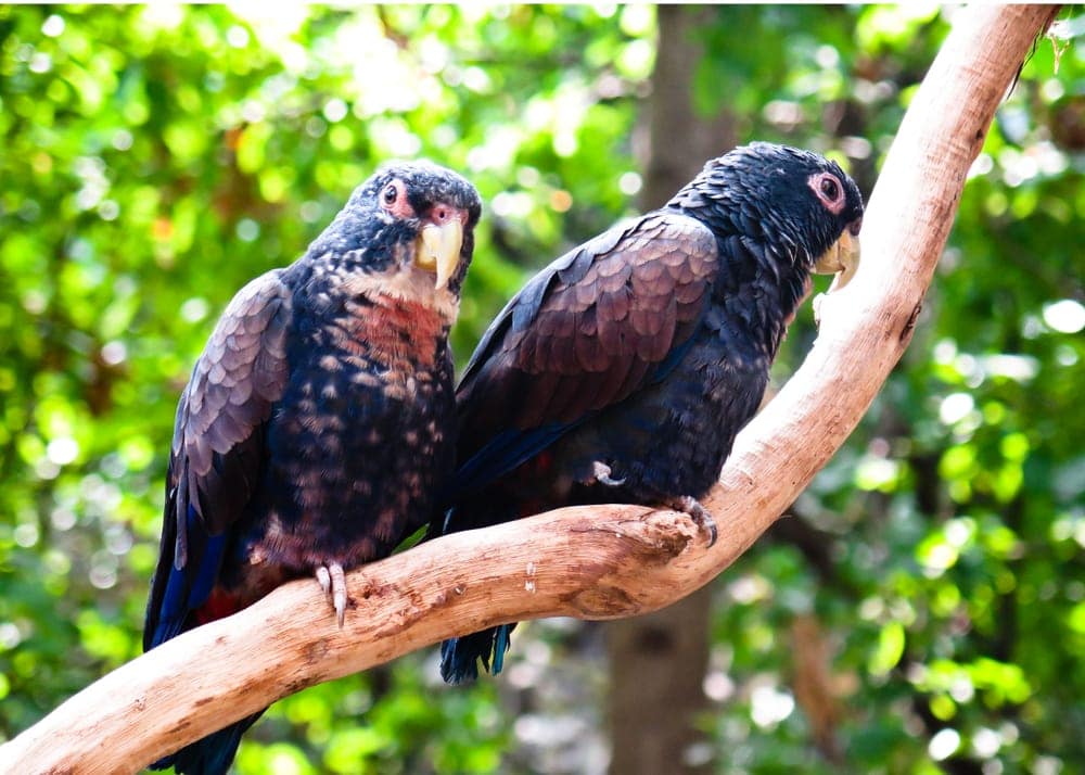 Pionus Parrots