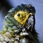 Poicephalus portrait 1