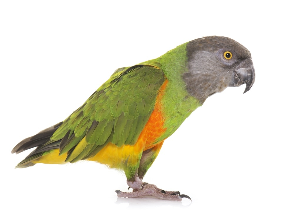 Poicephalus white background