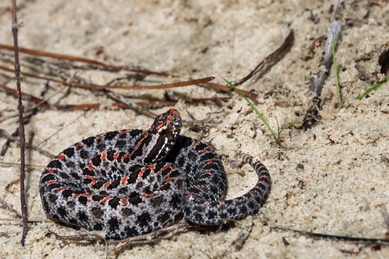 10 North American Rattlesnakes » Petsoid