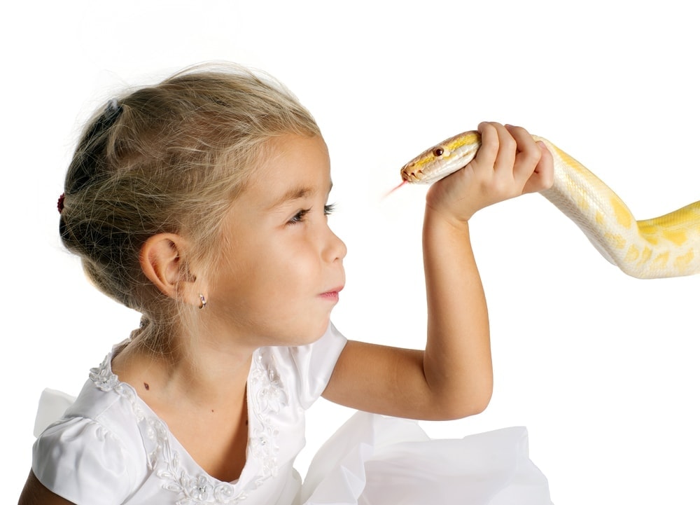 Do Pet Snakes like to be Petted? » Petsoid