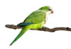Quaker Parakeet Care Guide - Diet, Lifespan & more