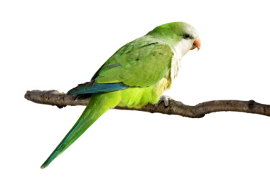 Quaker Parakeet Care Guide - Diet, Lifespan & more » Petsoid