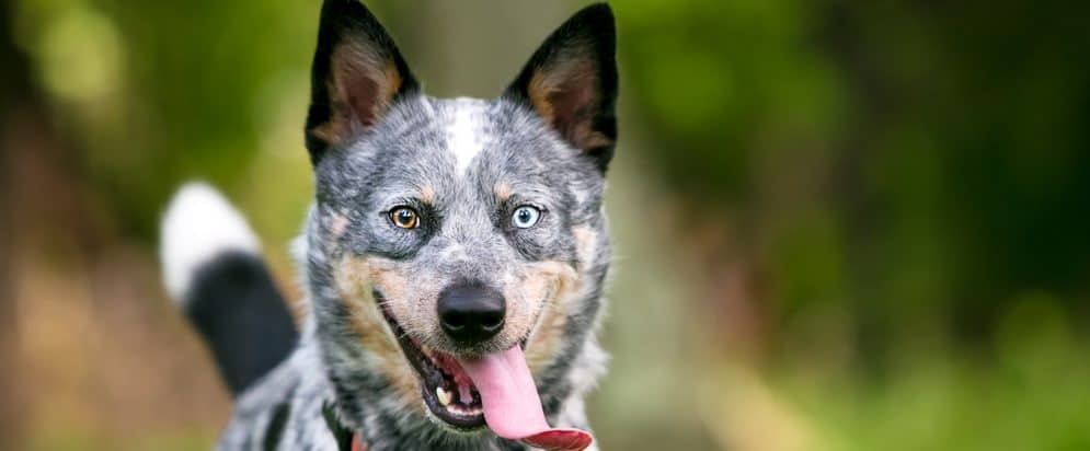 History Of Queensland Heeler Dogs Petsoid