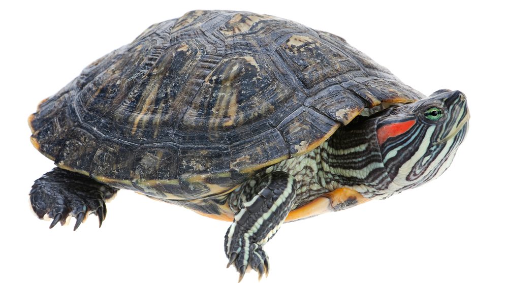 Red Eared Slider - Care Guide & Price - Petsoid