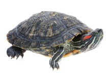 Red Eared Slider Care Guide & Price
